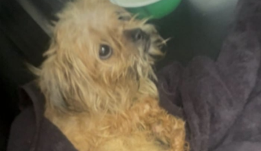 JSO searching for person who dumped malnourished dog outside local church