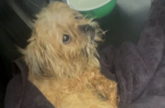 JSO searching for person who dumped malnourished dog outside local church