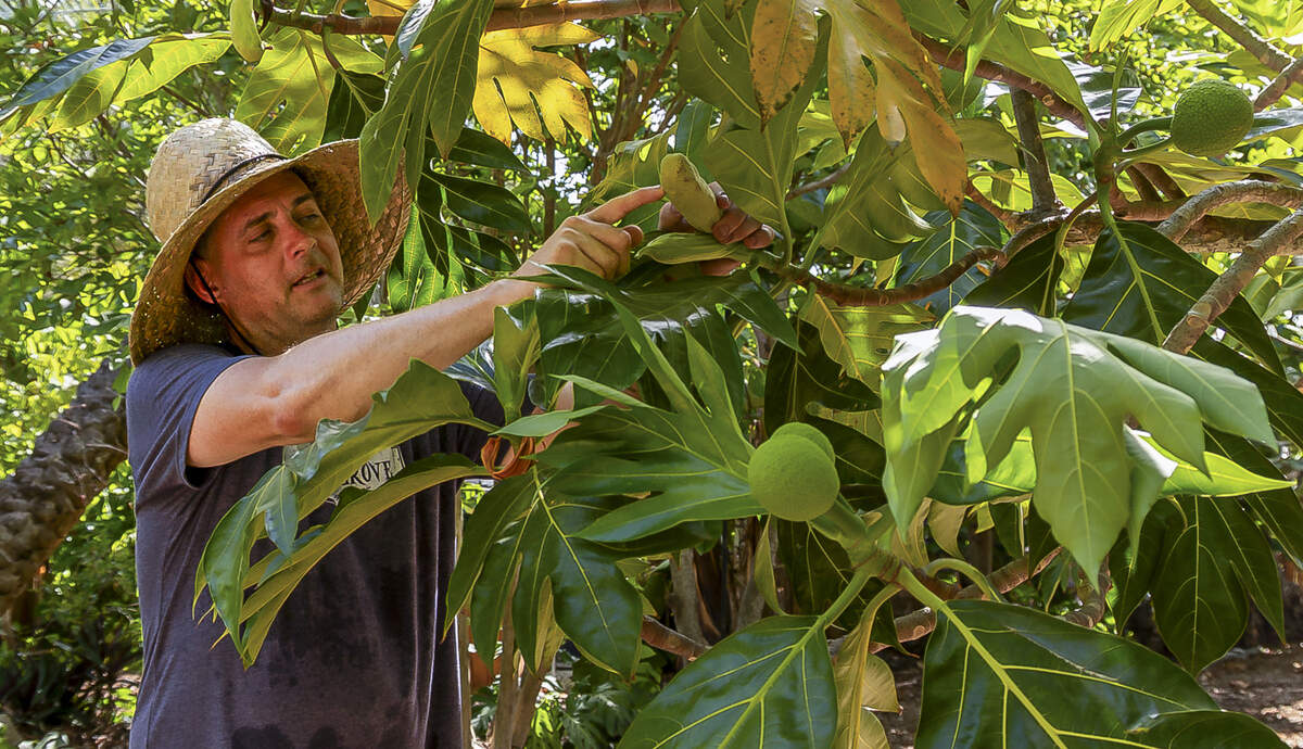 Patrick Garvey points to a male breadfruit flower that releases pollen.