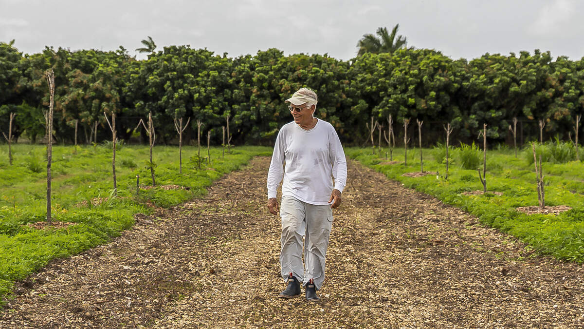 Marc Ellenby, whose family owns LNB Groves (lnbgrovestand.com), walks along rows of breadfruit trees that did not make it through winter.