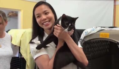 Martin County woman reunited with missing cat after 92 animals rescued from home