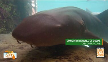 Swimming with sharks at Discovery Cove Orlando: What to know