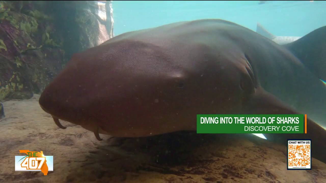 Swimming with sharks at Discovery Cove Orlando: What to know