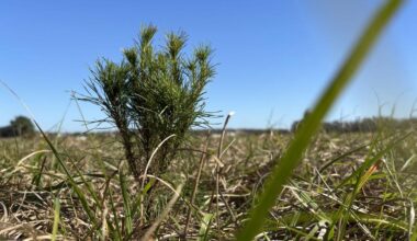 K-Bar Ranch Getting 3,500 New Trees