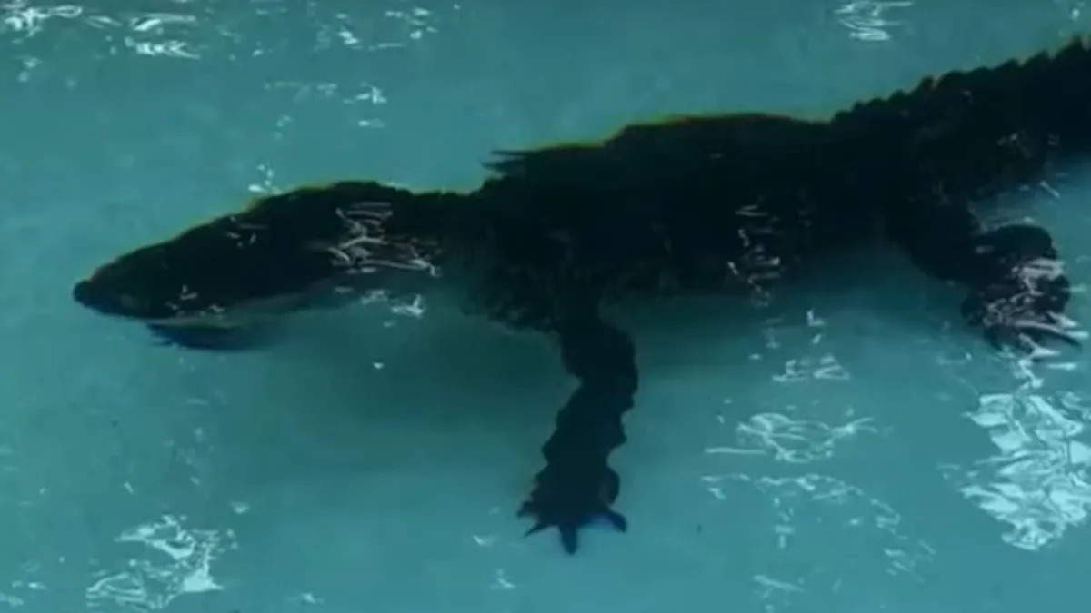 A Florida Homeowner Found a 7-Foot Alligator Lounging in the Backyard Pool