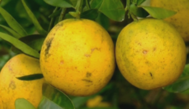 $196M going to Florida citrus farm research to combat grower woes