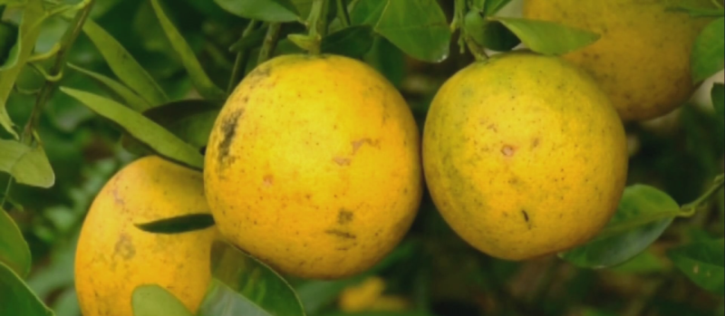$196M going to Florida citrus farm research to combat grower woes
