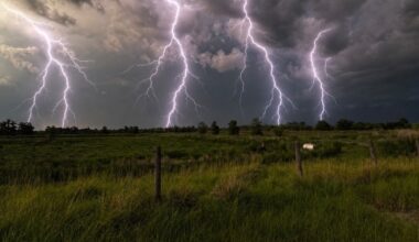 Tree fall kills one in Zephyrhills; lightning strike critically injures person in Dade City