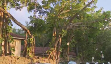 "I was just flabbergasted". Residents upset over large shade tree being cut in Coconut Grove neighborhood