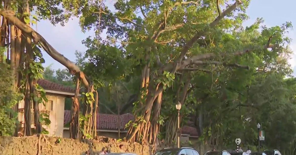 "I was just flabbergasted". Residents upset over large shade tree being cut in Coconut Grove neighborhood