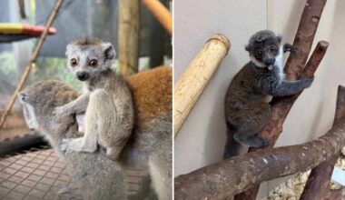 Cuteness Overload: 2 baby lemurs born at Jacksonville Zoo’s Primate Forest