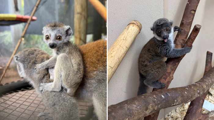 Cuteness Overload: 2 baby lemurs born at Jacksonville Zoo’s Primate Forest