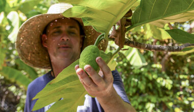 A hotter Florida becomes home for breadfruit trees