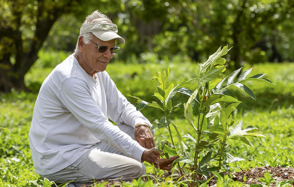 Marc Ellenby, owner of LNB Groves, admires the new growth on his breadfruit tree that died back during the winter.