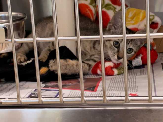 Veterinarians warn of deadly cat virus spreading beyond kittens veterinarians warn of deadly cat virus spreading beyond kittens