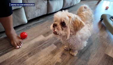 VIDEO: Missing Florida dog found more than 1,000 miles away