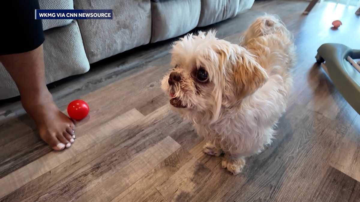 VIDEO: Missing Florida dog found more than 1,000 miles away