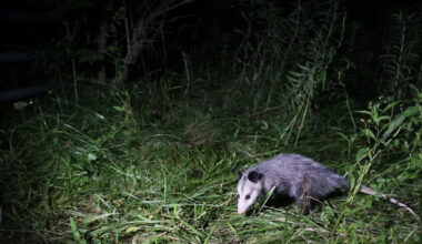 Florida biologists turn GPS-collared possums into python bait in new hunting tactic
