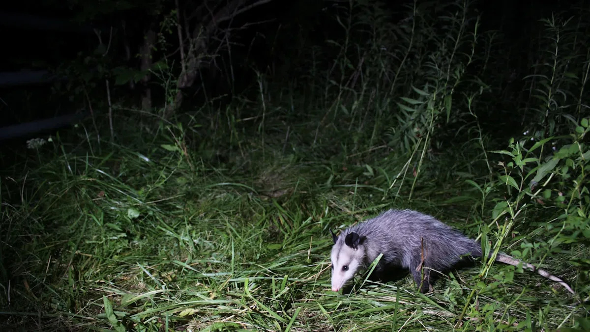 Florida biologists turn GPS-collared possums into python bait in new hunting tactic