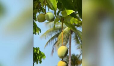 Can you legally pick fruit from a neighbor’s tree in Miami-Dade? – NBC 6 South Florida