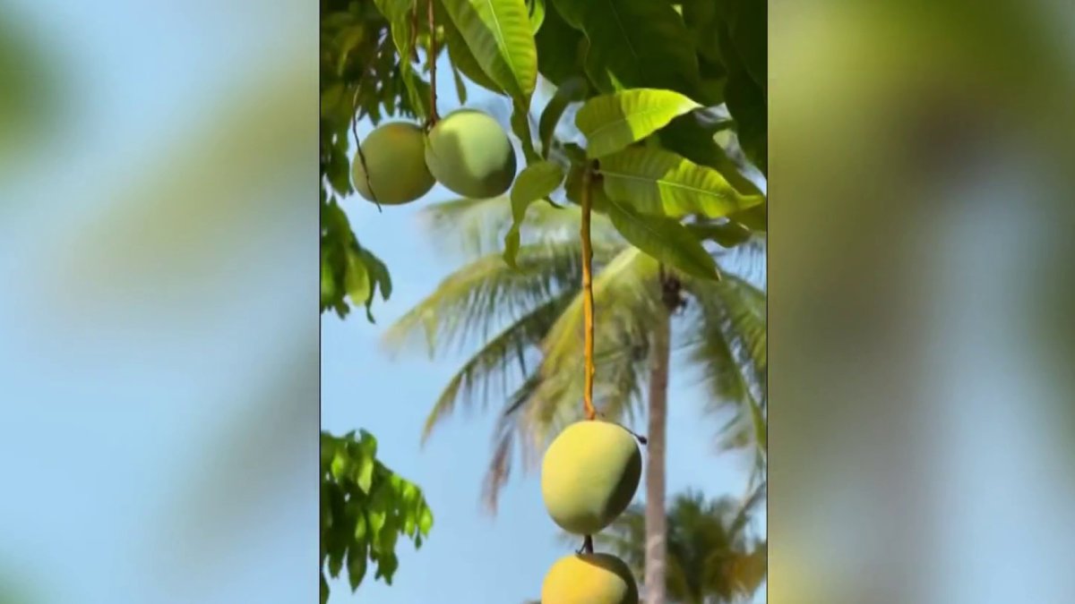 Can you legally pick fruit from a neighbor’s tree in Miami-Dade? – NBC 6 South Florida