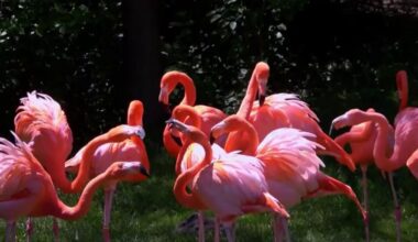 Miami-Dade names the American flamingo the official county bird – NBC 6 South Florida