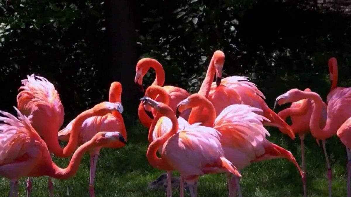 Miami-Dade names the American flamingo the official county bird – NBC 6 South Florida