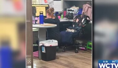 Something Good: Sleepy cat steals chair from vet staff at Cairo Animal Hospital