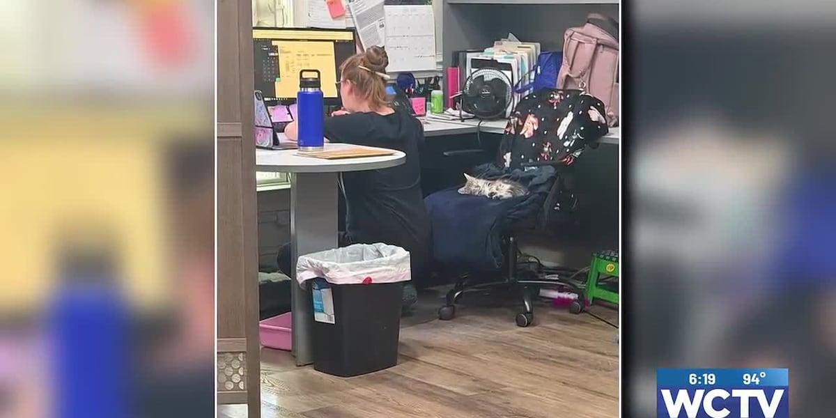 Something Good: Sleepy cat steals chair from vet staff at Cairo Animal Hospital