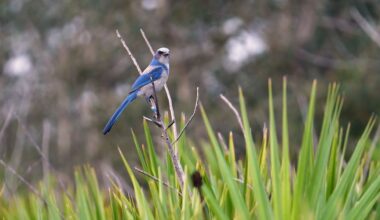 Researchers create new Florida scrub-jay colony in Manatee County