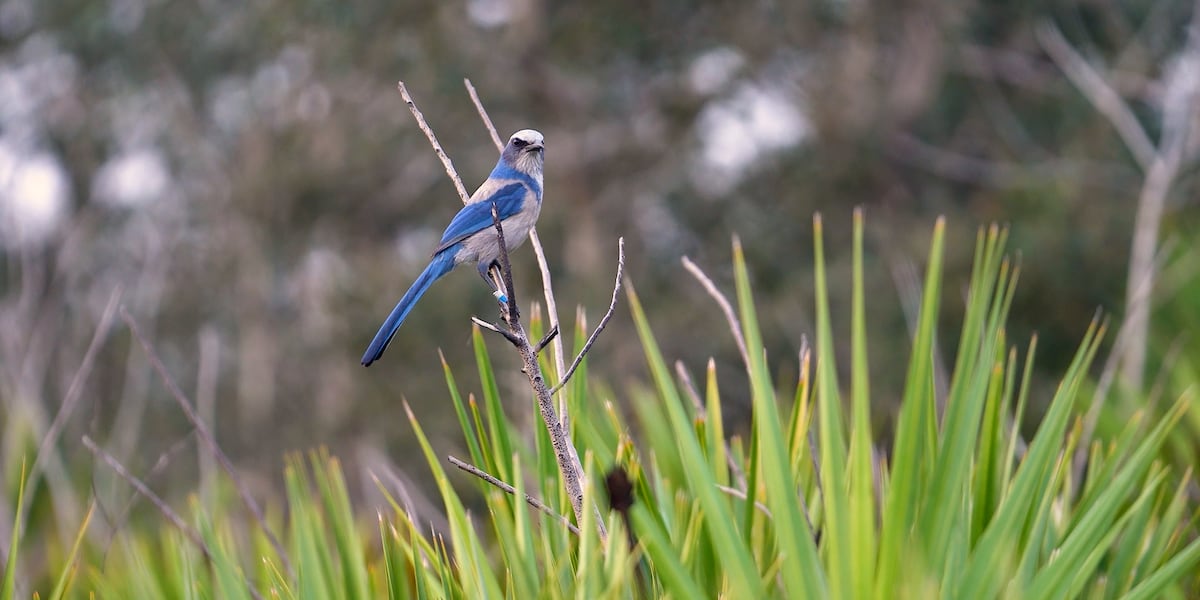 Researchers create new Florida scrub-jay colony in Manatee County