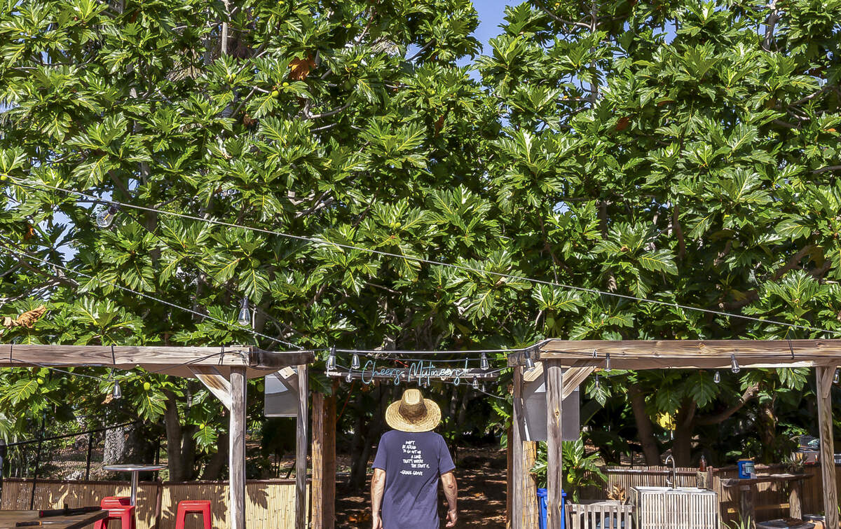 Patrick Garvey walks through rows of breadfruit trees towering more than 30 feet above him at his grove in Big Pine Key. It’s the largest breadfruit grove in the continental United States.