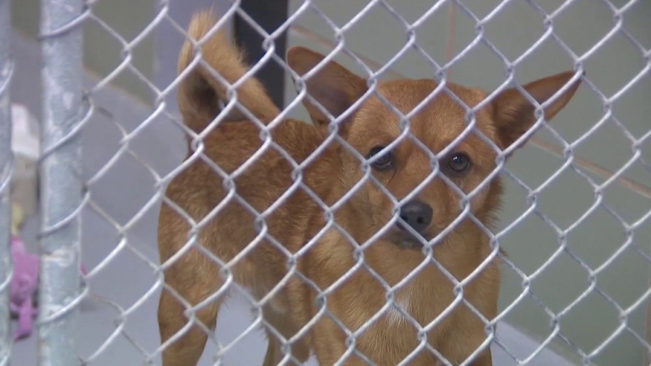 Fireworks and pet safety