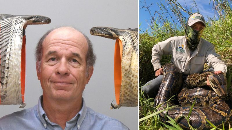 {p}UC Professor Bruce Jayne poses with a Burmese python specimen with a 22-centimeter gape, right, compared to an even larger specimen with a 26-centimeter gape. (Photo/Bruce Jayne){/p}