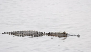 Alligator bites, deadly attacks in Florida: Year-by-Year breakdown