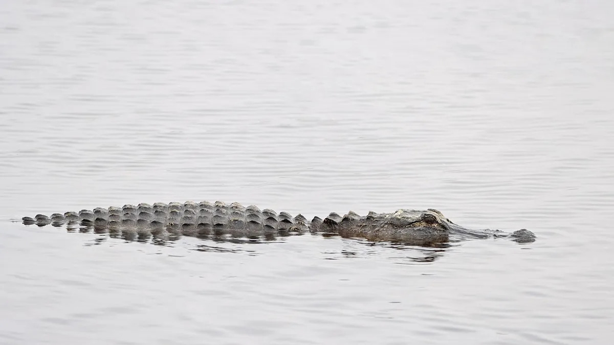 Alligator bites, deadly attacks in Florida: Year-by-Year breakdown