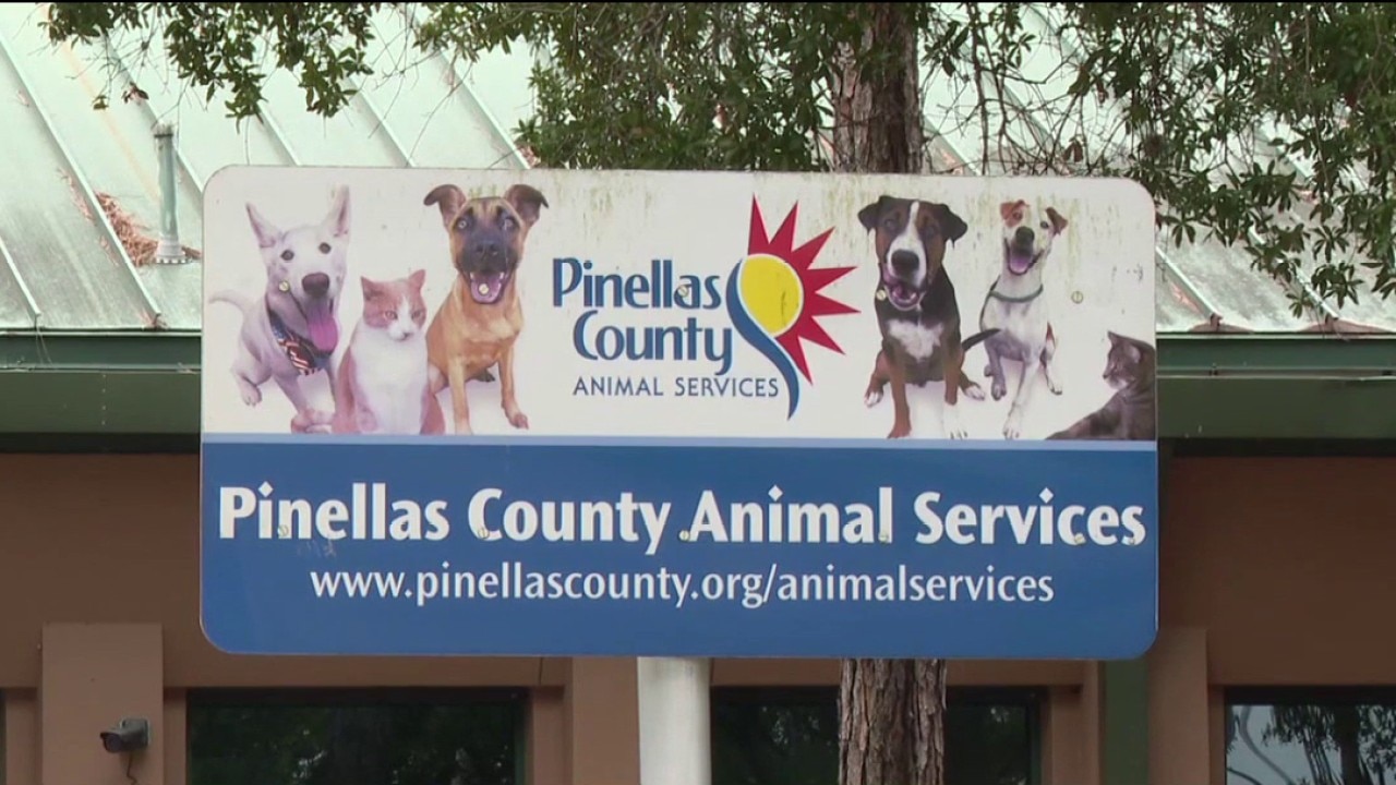 Pinellas Animal Services warn of pet scam