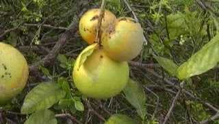 Florida citrus growers expressed optimism as the recent growing season topped the forecasts