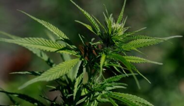 SAN ANSELMO, CALIFORNIA - AUGUST 11: A view of a marijuana plant on August 11, 2025 in San Anselmo, California. Cannabis company stocks surged by up to 10 percent on reports that the Trump administration is considering rescheduling marijuana on the federal level, from a Schedule I to a Schedule III drug. The move would step toward the decriminalization of the drug nationwide. (Photo by Justin Sullivan/Getty Images)