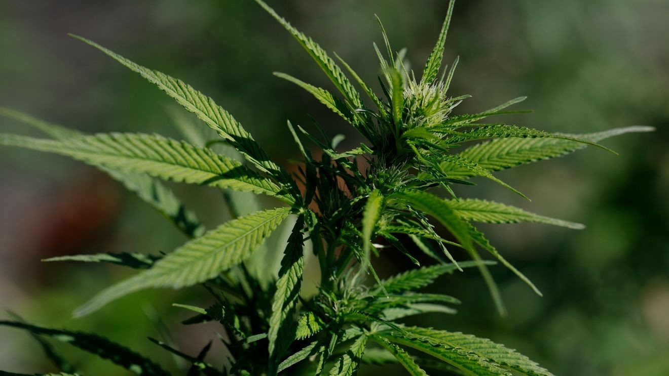 SAN ANSELMO, CALIFORNIA - AUGUST 11: A view of a marijuana plant on August 11, 2025 in San Anselmo, California. Cannabis company stocks surged by up to 10 percent on reports that the Trump administration is considering rescheduling marijuana on the federal level, from a Schedule I to a Schedule III drug. The move would step toward the decriminalization of the drug nationwide. (Photo by Justin Sullivan/Getty Images)