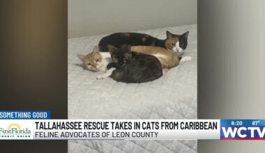 Something Good: Tallahassee rescue takes in cats from the Caribbean