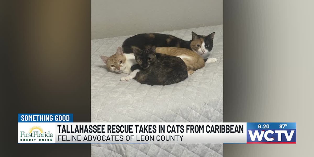 Something Good: Tallahassee rescue takes in cats from the Caribbean
