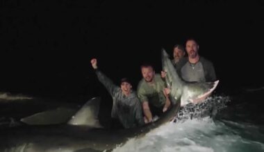 Martin County moves to rewrite shark fishing rules to protect swimmers
