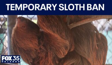 Florida temporary sloth import ban lifted, new restrictions enacted