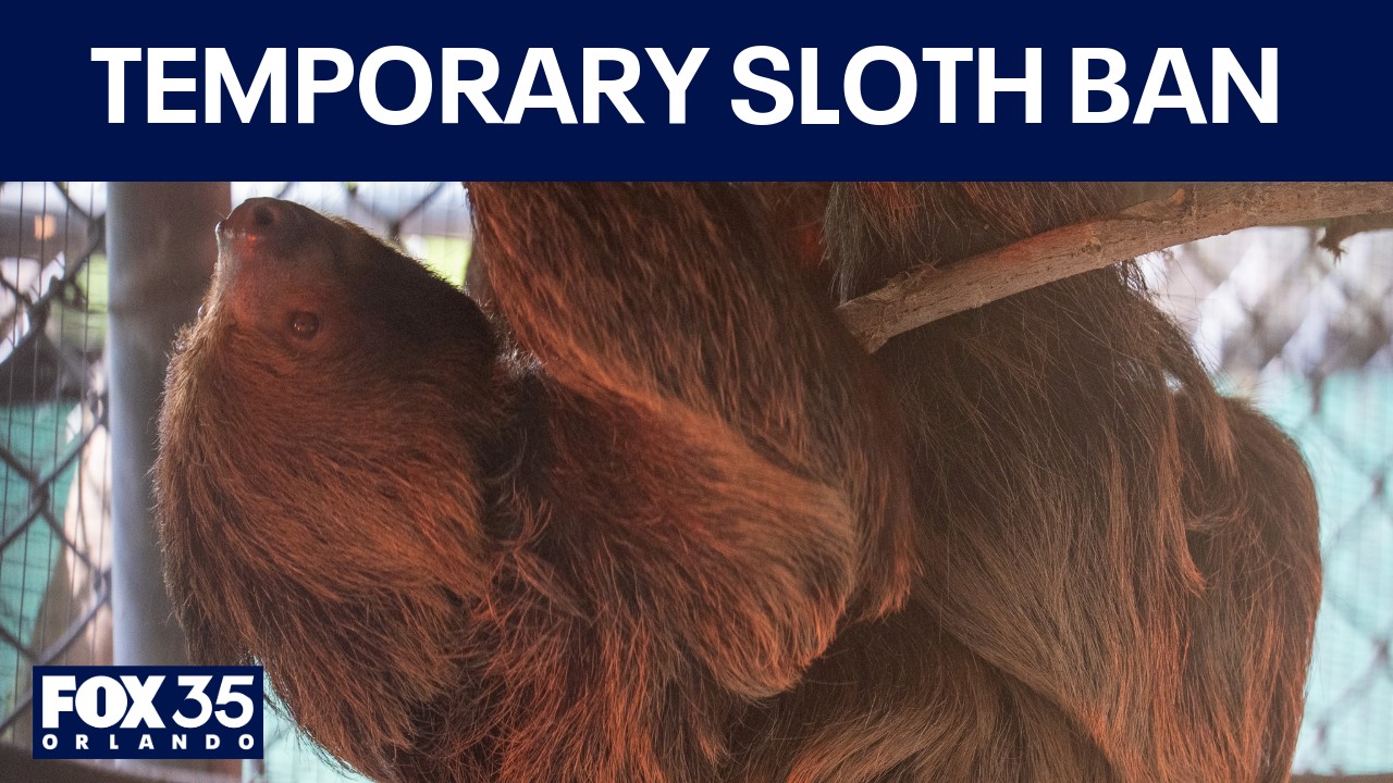 Florida temporary sloth import ban lifted, new restrictions enacted