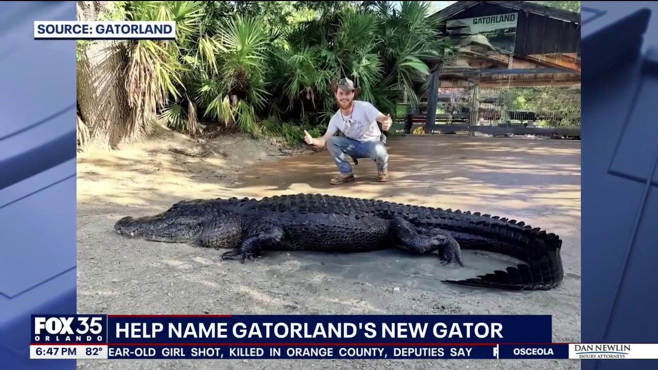 Gatorland welcomes rescued alligator after illegal feeding in wild