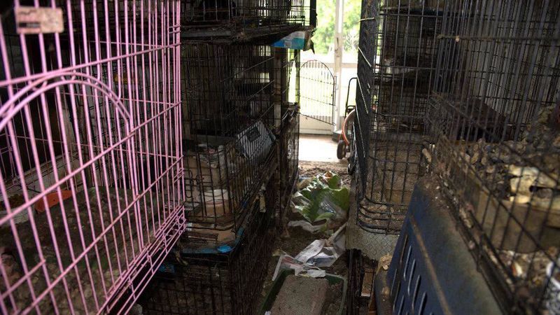 Pet Reunions Planned After Massive Martin County Animal Rescue, New Body Cam Released. (Martin County Sheriff's Office)