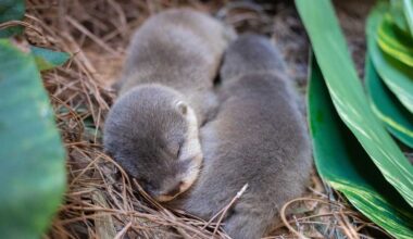 Discovery Cove in Orlando celebrates baby otter pups