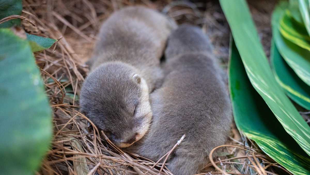 Discovery Cove in Orlando celebrates baby otter pups