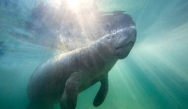ZooTampa Welcomes First Manatee Calf in More Than a Decade | NewsRadio WFLA